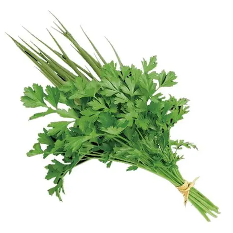 Cheiro verde